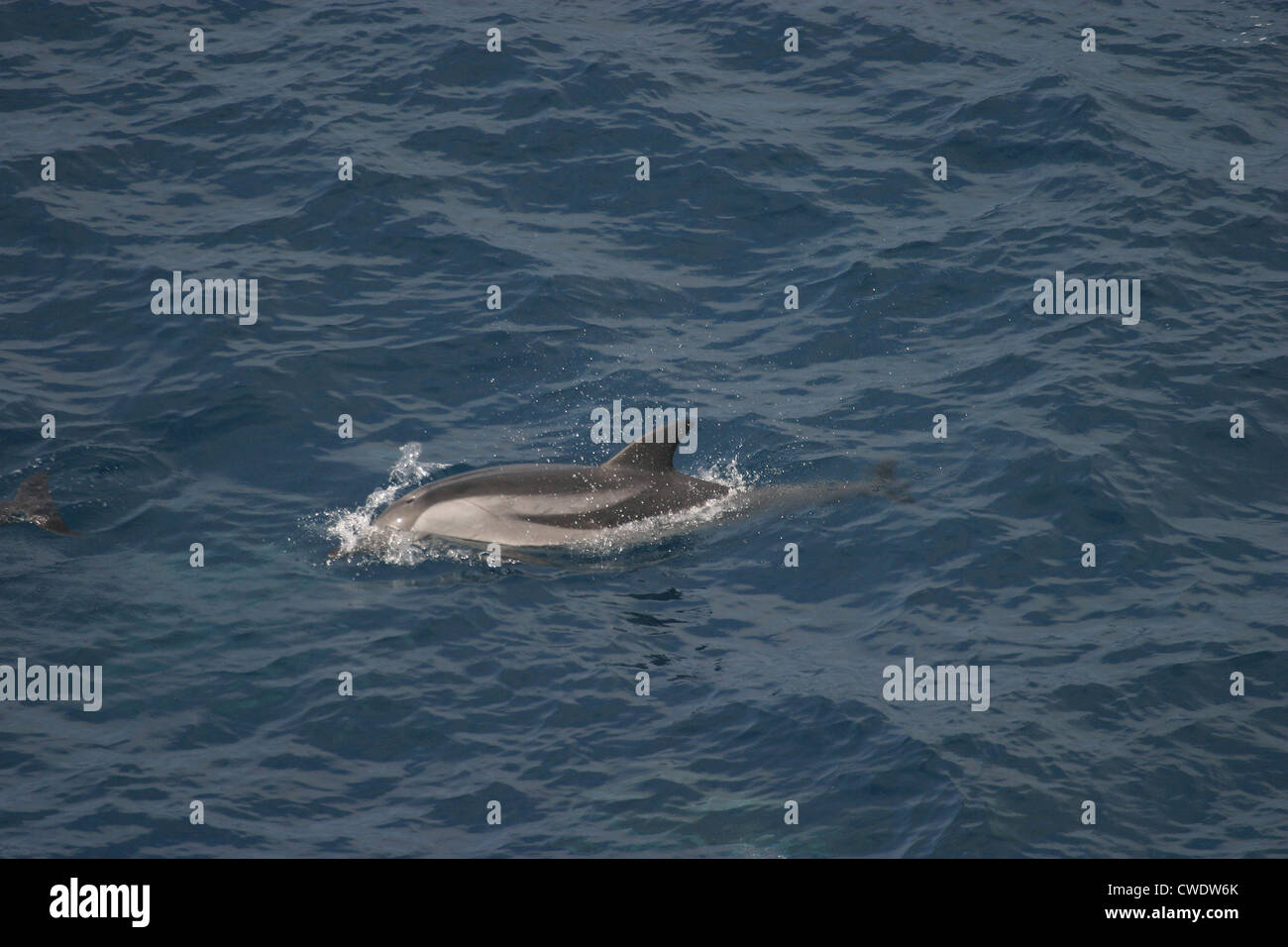 Striped Delfino Stenella coeruleoalba Golfo di Biscaglia Foto Stock