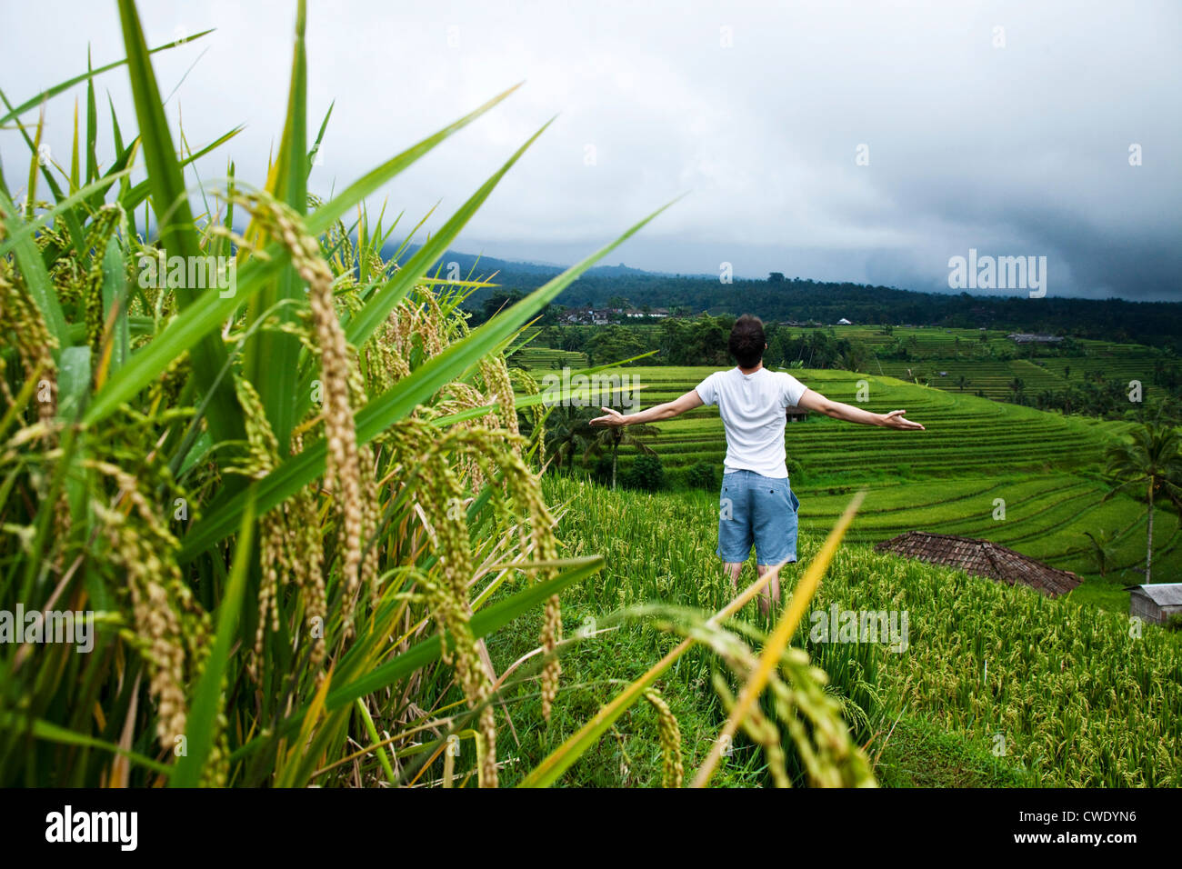 Un uomo con le braccia aperte in un campo di riso a Bali, Indonesia. Foto Stock