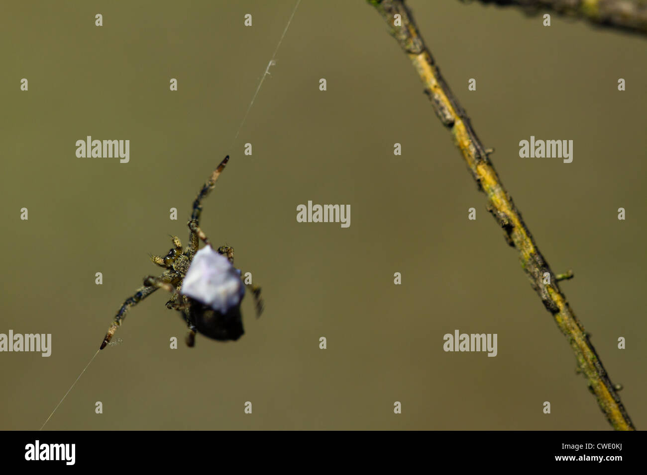 Paradoxus Hyptiotes - il Triangolo spider avvolge il suo appena catturati in preda. Uno dei pochi non velenosi ragni europei. Foto Stock