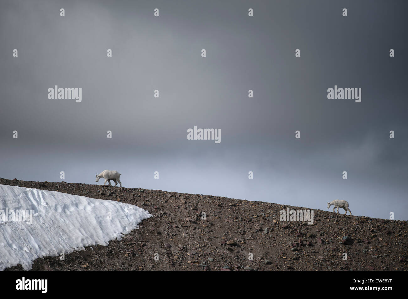 Due delle capre di montagna Camminando su una dorsale, la regione settentrionale del Montana Foto Stock