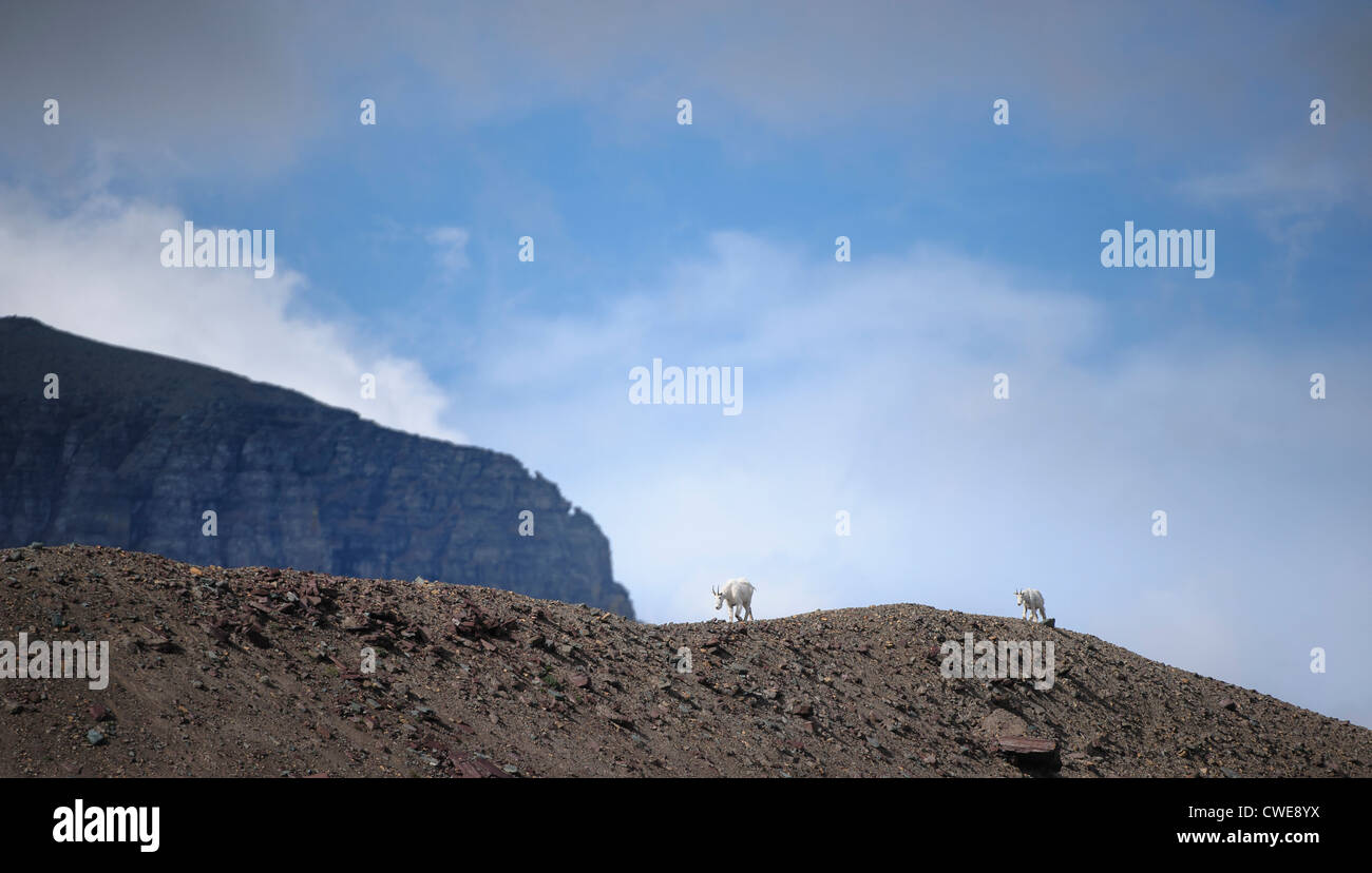 Due delle capre di montagna Camminando sulla dorsale di un Foto Stock