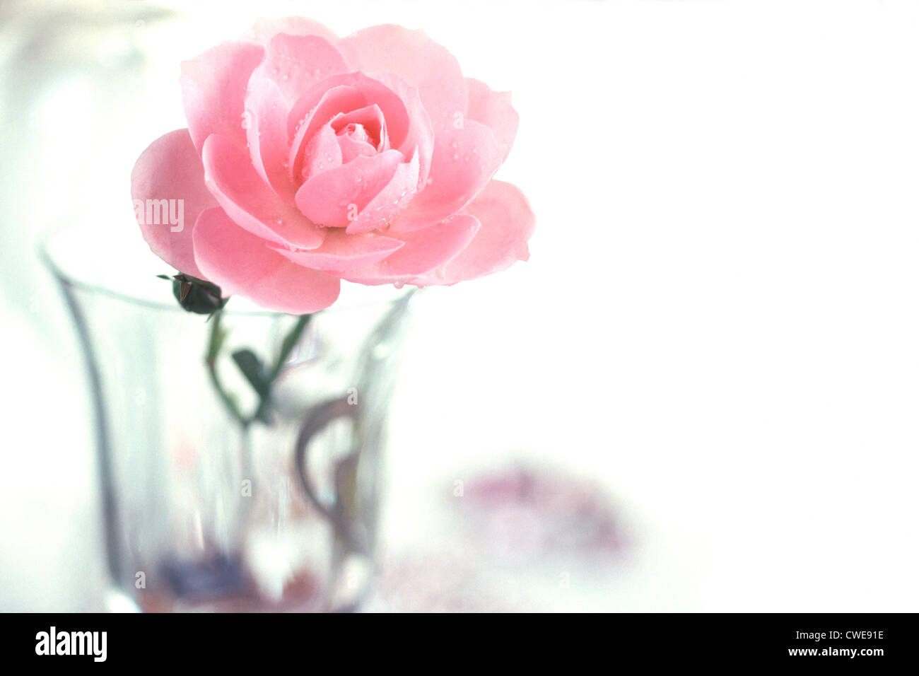 Rose fresche in vetro Foto Stock