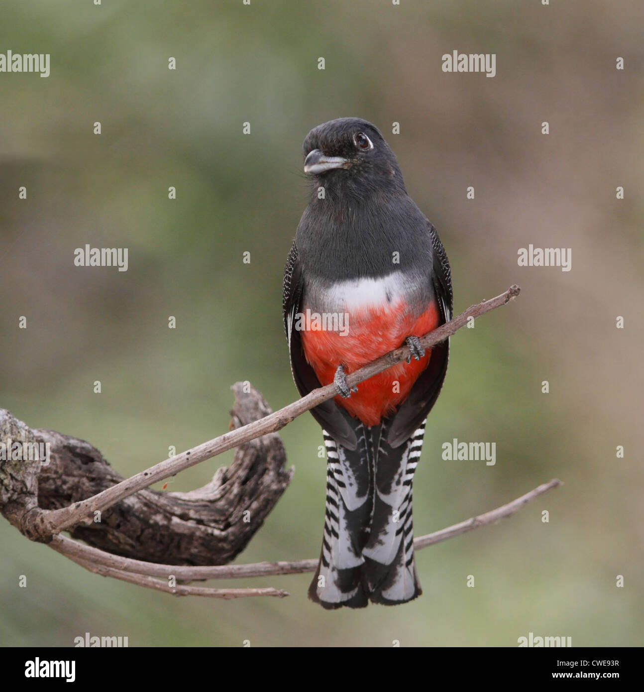 Femmina Blu-incoronato Trogon (Trogon curucui, Trogon couroucou). Il Brasile, Pantanal del Nord, in corrispondenza di un albero da frutta. Foto Stock