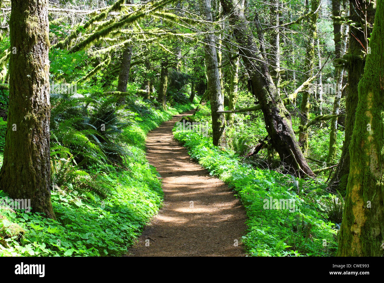 40,314.00739 filtri solari su un incurvamento, crooked sporco sentiero forestale, a piedi il sentiero che si snoda attraverso un tunnel di oltre inarcamento degli alberi. Foto Stock