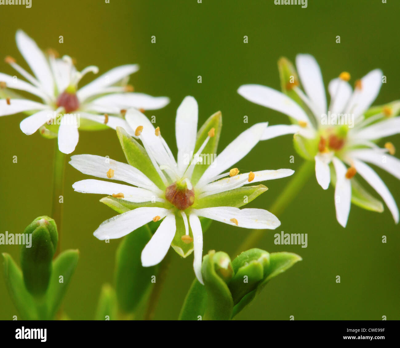 40,378.04218 respiro Palude Salata starwort, di piccole dimensioni e di colore bianco fiori selvatici fiori selvatici sotto il mezzo pollice, stretta di petali di fiori, piante 9-12 pollici di altezza Foto Stock