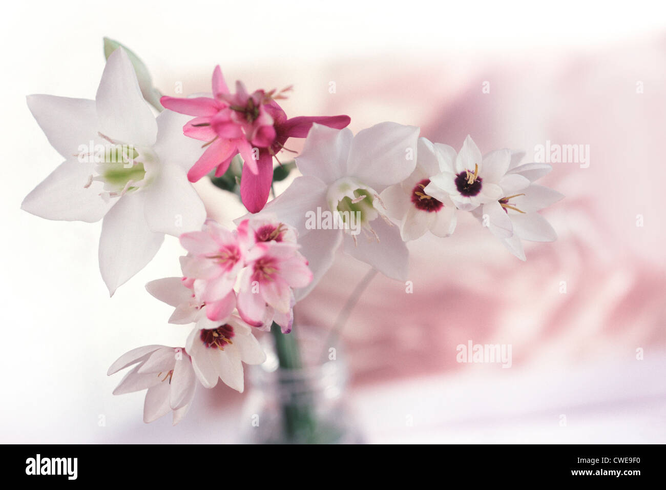 Fiori rosa e bianchi in vaso di vetro Foto Stock