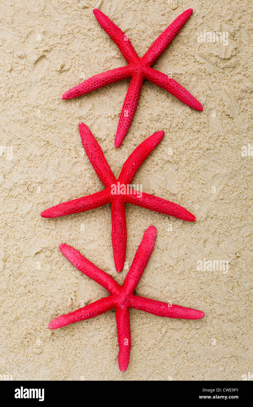 Starfish dipinta su una spiaggia Foto Stock