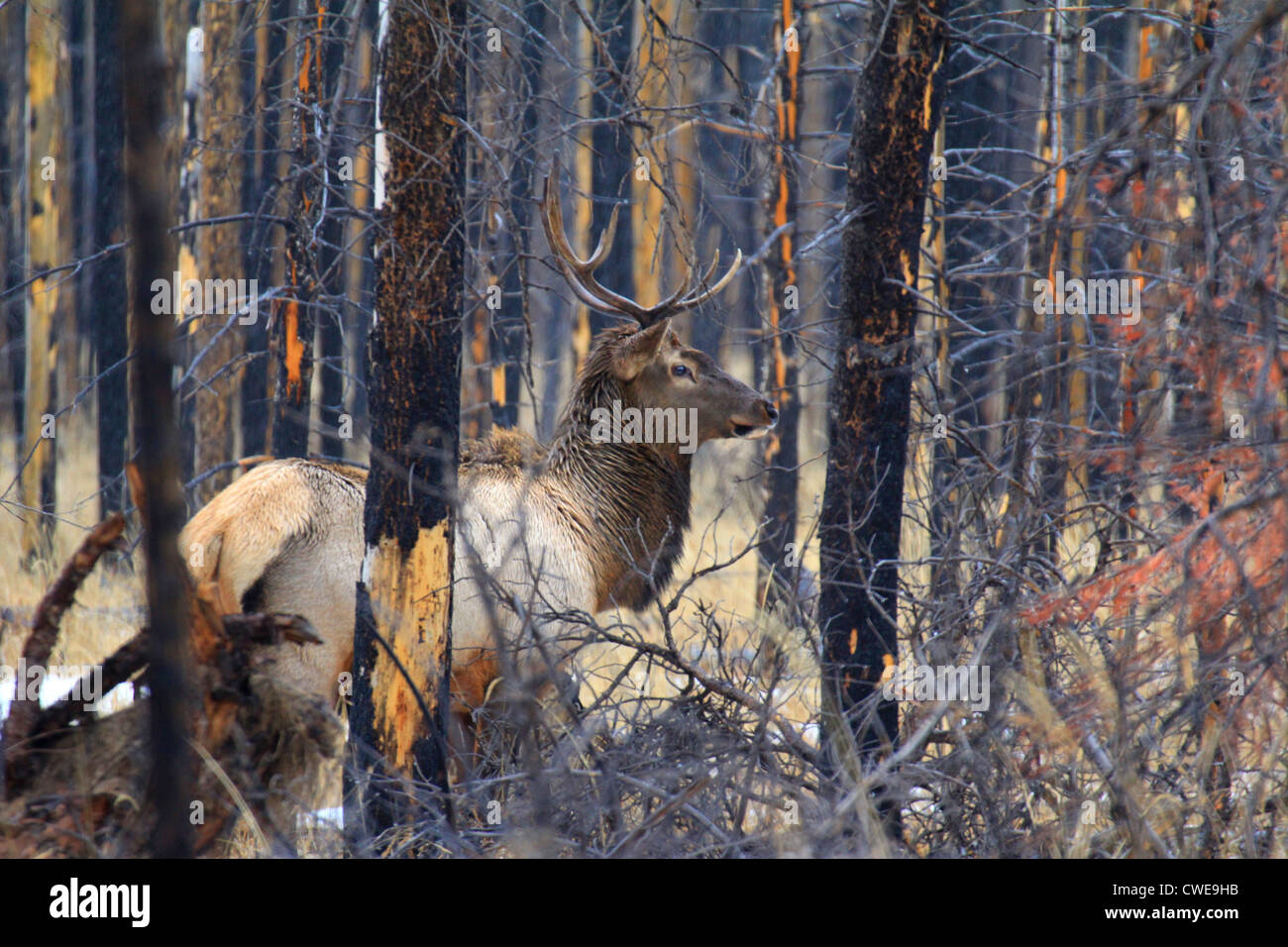 40,912.04283 Elk bull con orecchie dritto in avanti e alert sorge fiancata come se mimetizzata in un nero e marrone bruciato la foresta di conifere. Foto Stock