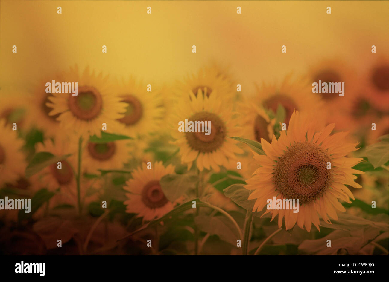 Girasoli manipolato digitalmente in Golden Foto Stock