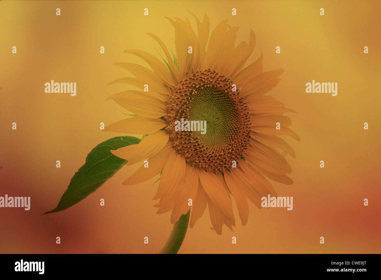Girasole con sfondo dorato Foto Stock