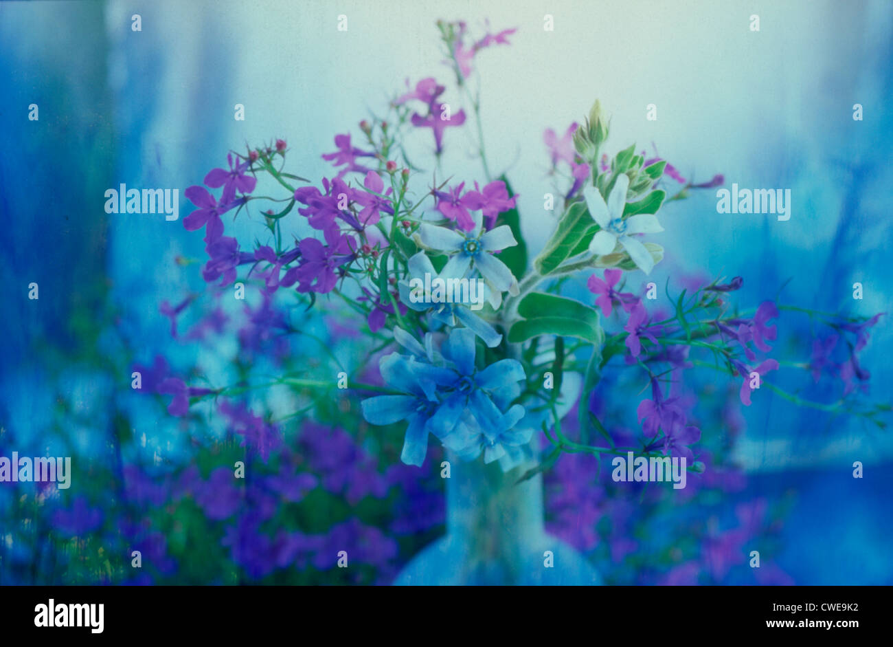 Vaso di fiori Foto Stock