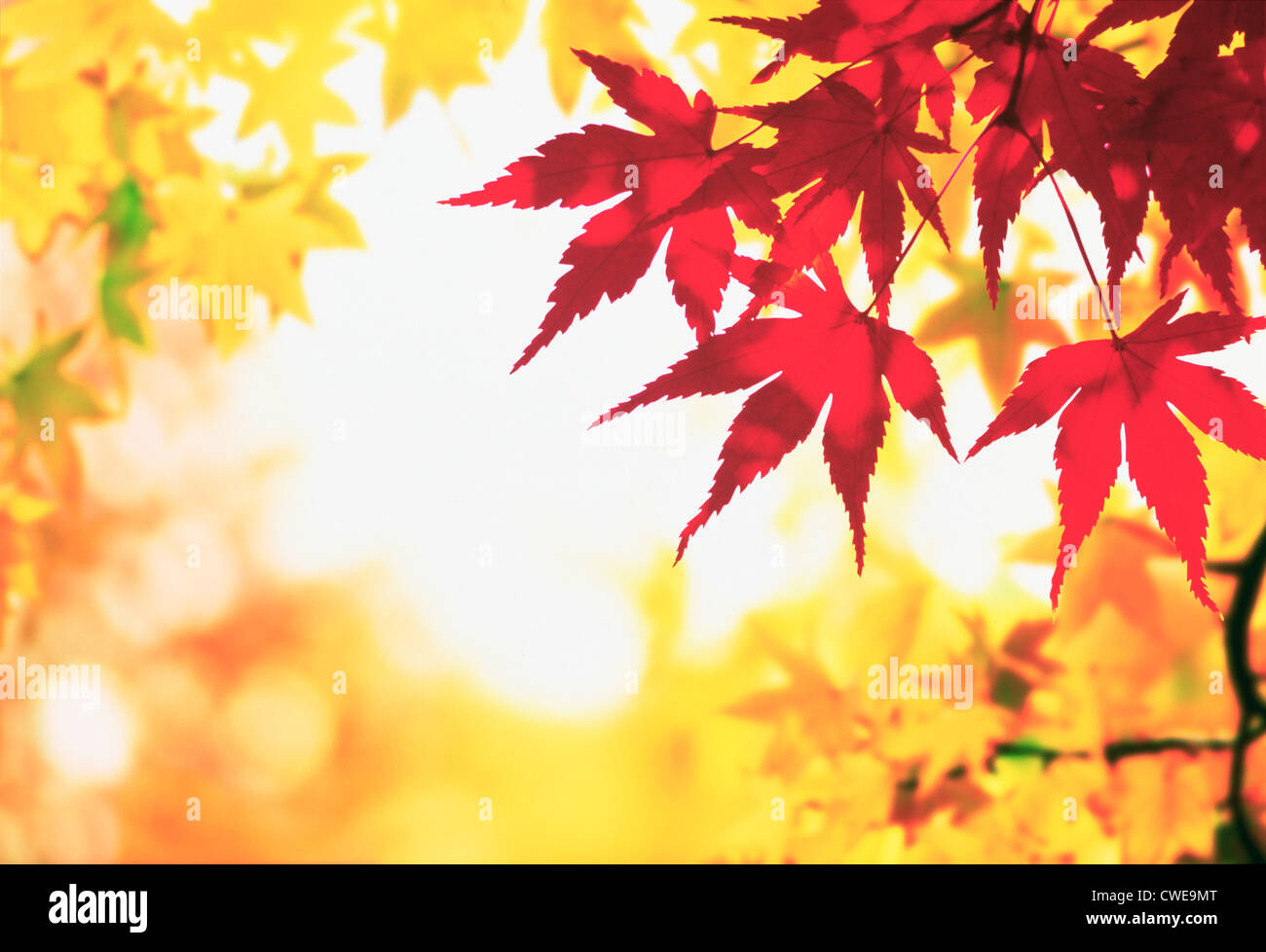 Illuminato rosso foglie di acero, Autunno Foto Stock