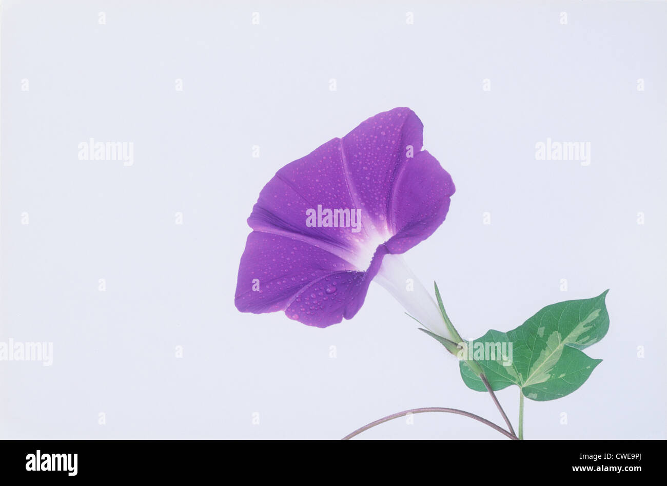 Fiore viola su sfondo semplice Foto Stock