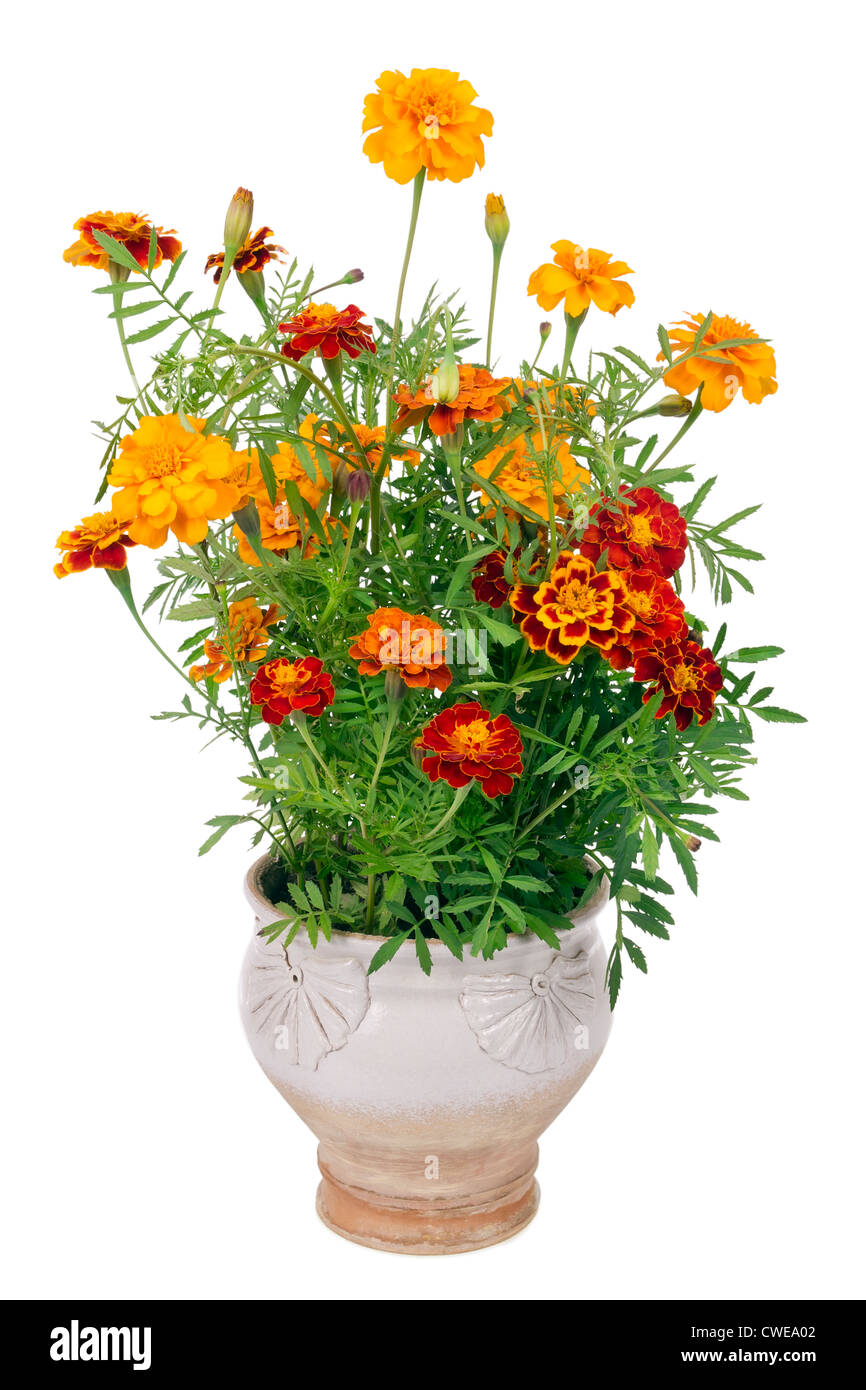 Fiori di zafferano (Tagetes) bush - utilizzato come spezia e pianta medicinale- in simpe rurale di produzione di massa ceramica pentola. Isolato Foto Stock