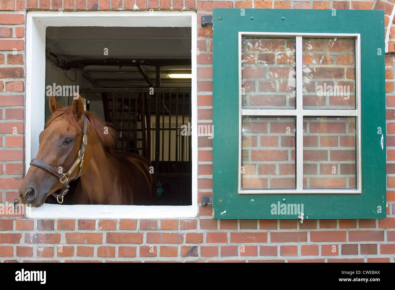 Amburgo, un cavallo guardando fuori della sua scatola Foto Stock