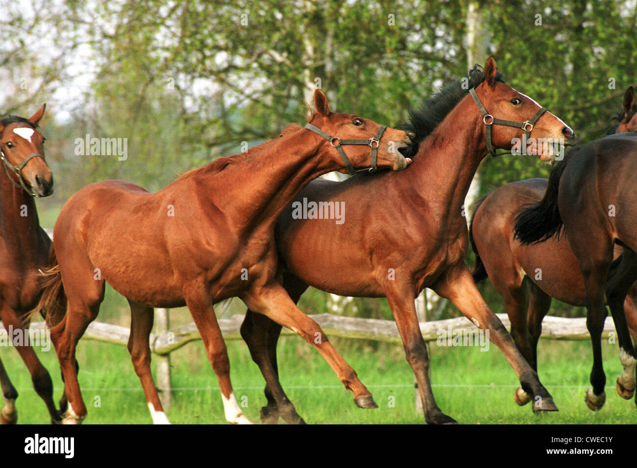 Görlsdorf, giovani stalloni nella lotta del pascolo Foto Stock