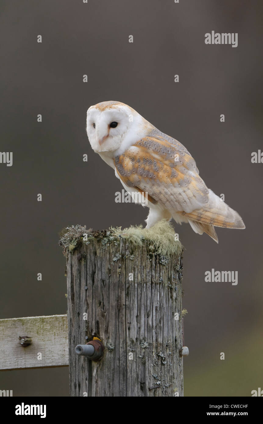 Il barbagianni (Tyto alba) adulto arroccato su gatepost. La Scozia. Allevato in cattività falconer's bird fotografato in condizioni controllate. Foto Stock