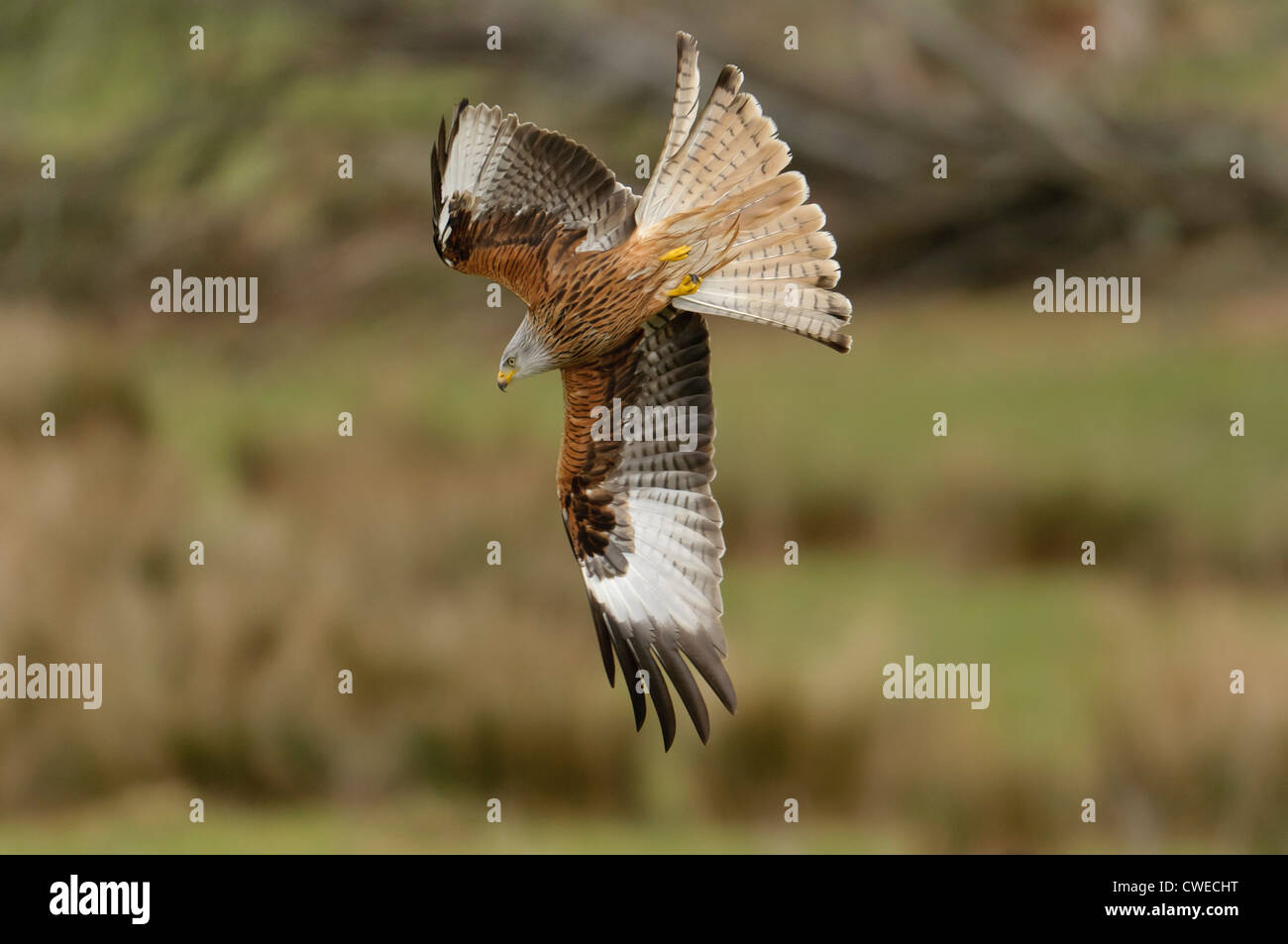 Nibbio reale (Milvus milvus) adulto scendere in volo. Il Galles. Febbraio. Foto Stock