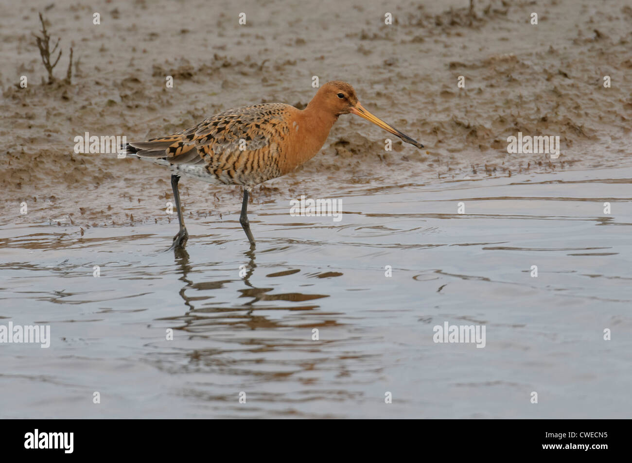 Nero-tailed godwit (Limosa limosa) adulto nella primavera del piumaggio alimentando in saltmarsh creek. Norfolk, Inghilterra. Marzo. Foto Stock