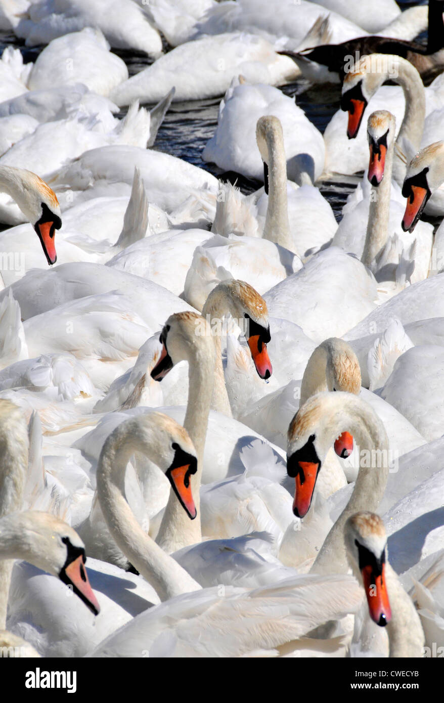 Cigni, Abbotsbury Swannery, Dorset, Regno Unito Foto Stock