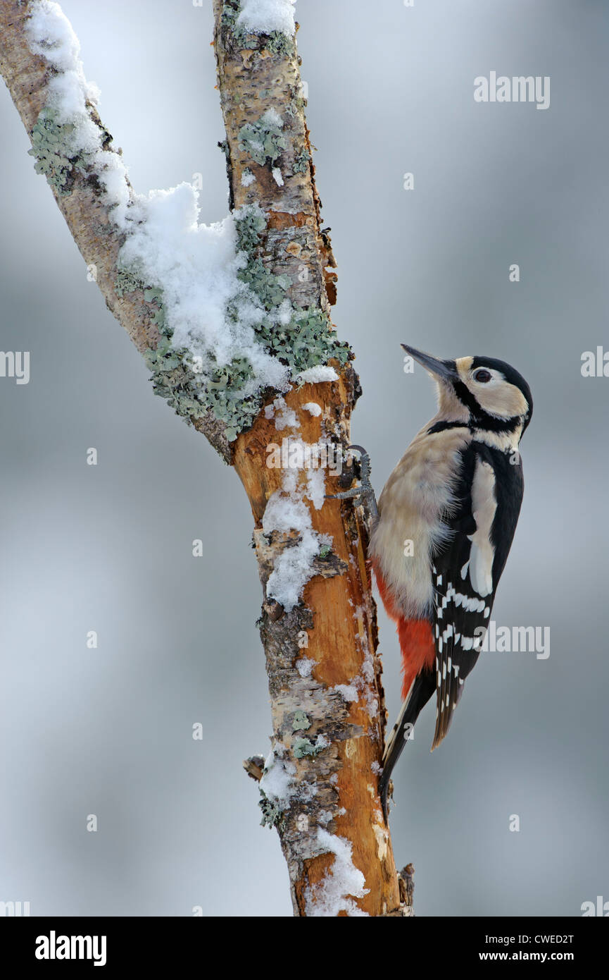 Picchio rosso maggiore (Dendrocopos major) femmina adulta in inverno. Speyside, Scozia. Febbraio. Foto Stock