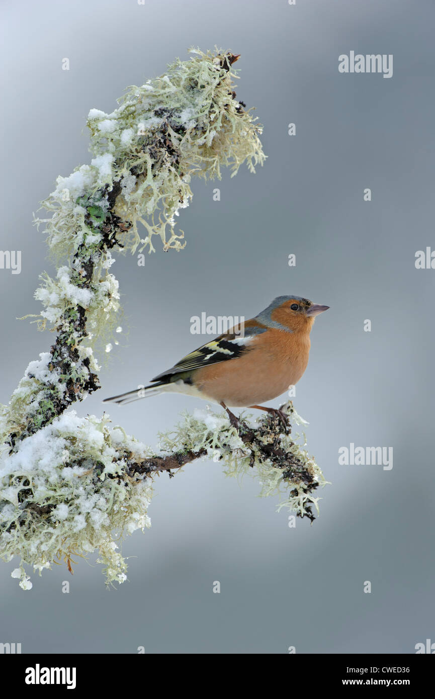 (Fringuello Fringilla coelebs) maschio adulto in inverno. Speyside, Scozia. Febbraio. Foto Stock