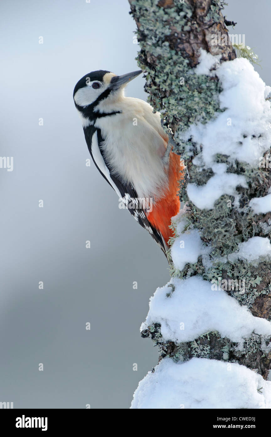 Picchio rosso maggiore (Dendrocopos major) femmina adulta in inverno. Speyside, Scozia. Febbraio. Foto Stock