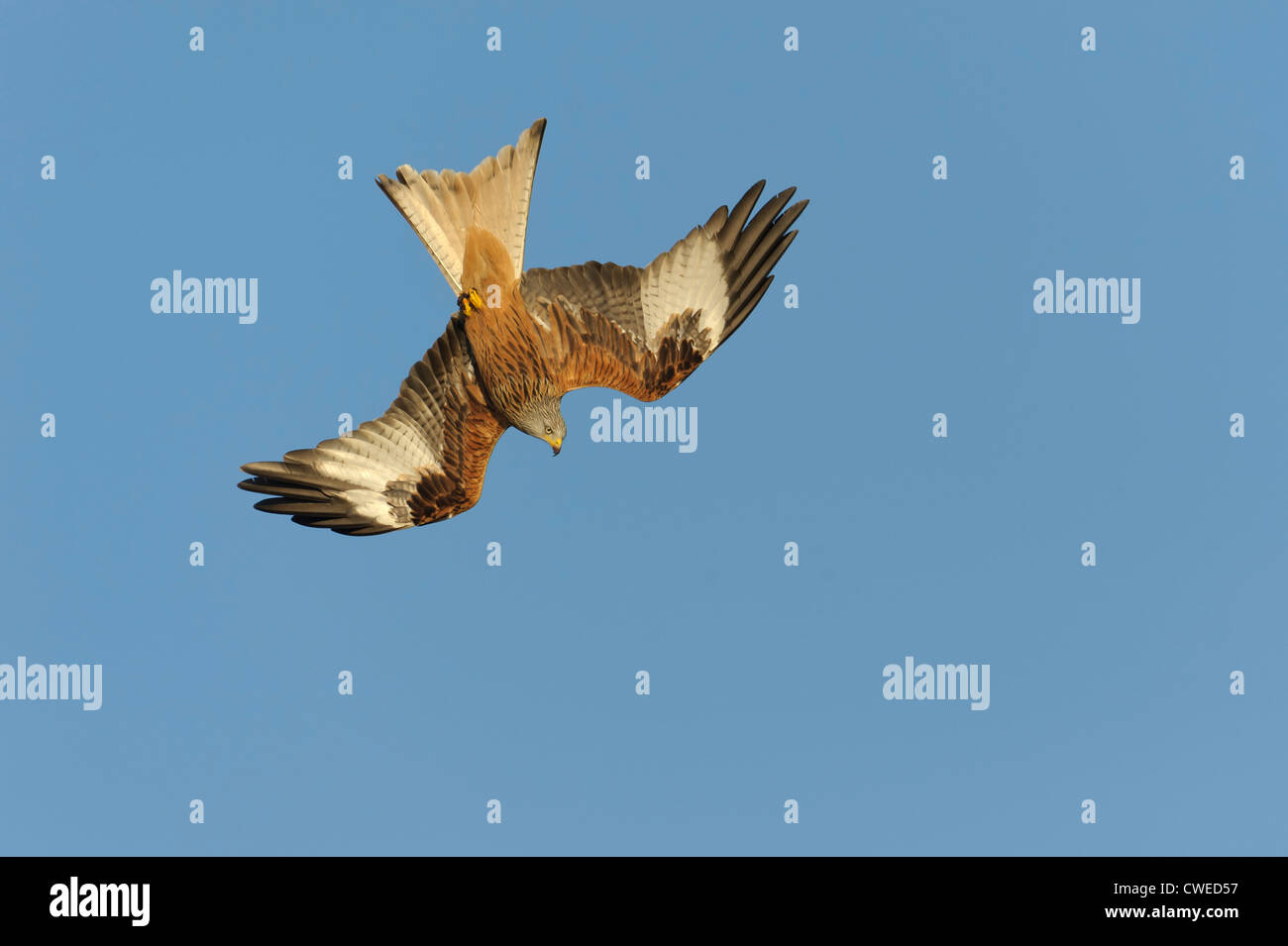 Nibbio reale (Milvus milvus) adulto scendere in volo. Il Galles. Febbraio. Foto Stock