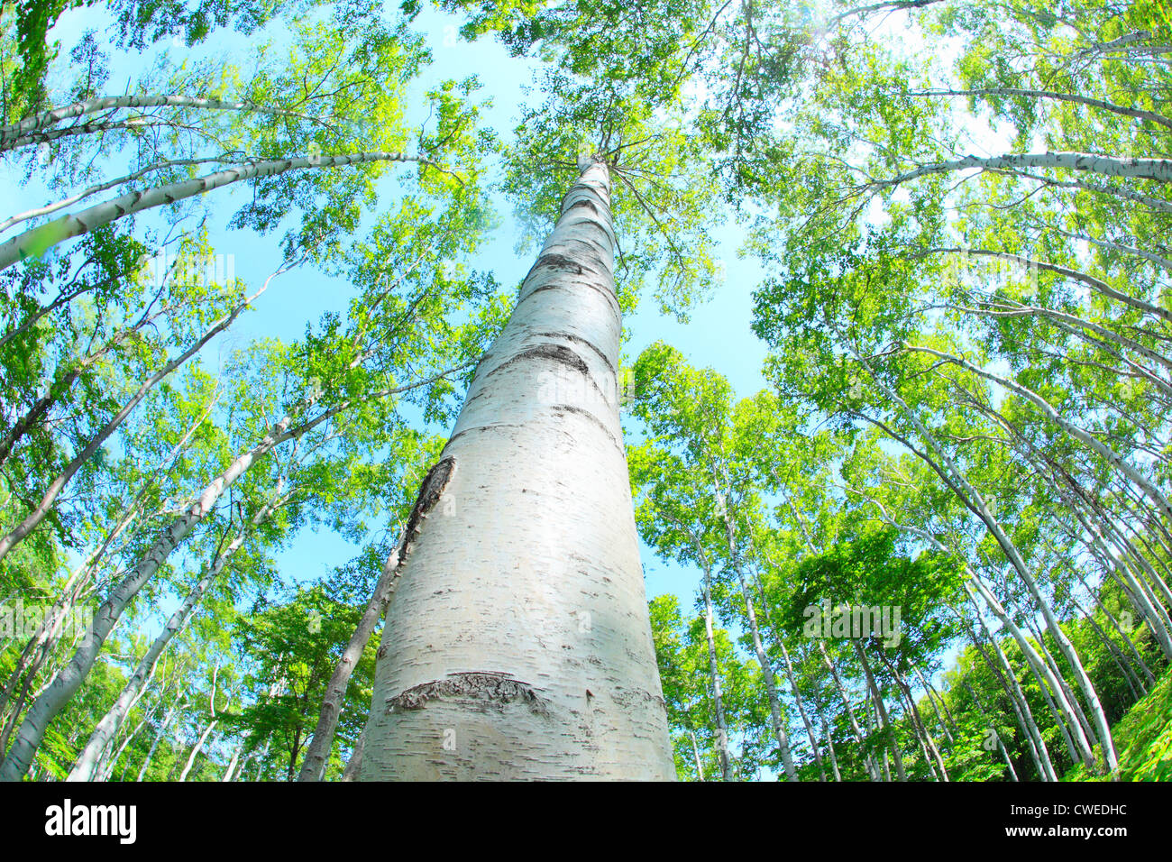 Alberi di alto fusto, vista dal basso Foto Stock