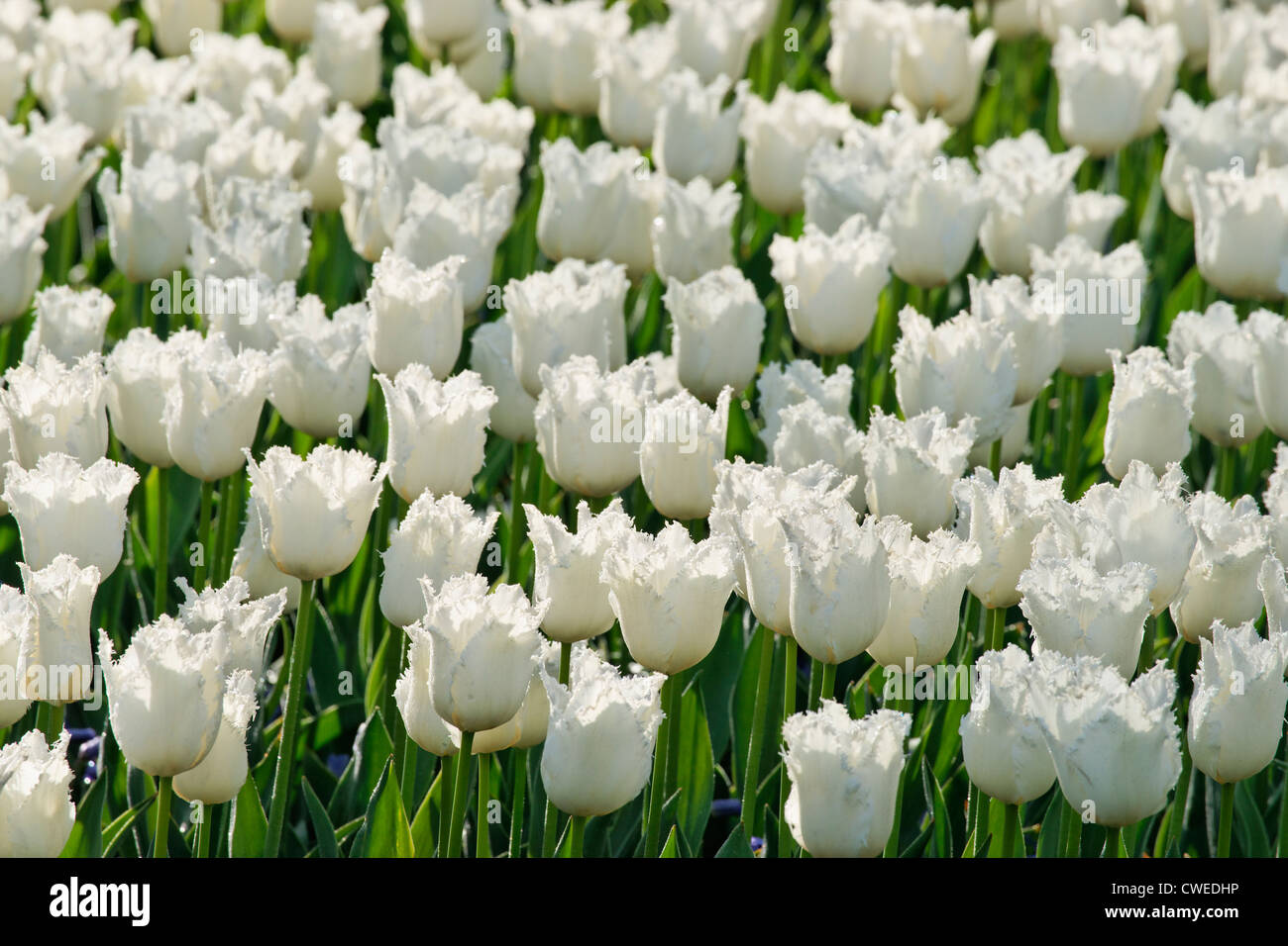 Swan ali sfrangiate tulipani, giardino Keukenhof Lisse, South Holland, Paesi Bassi Foto Stock