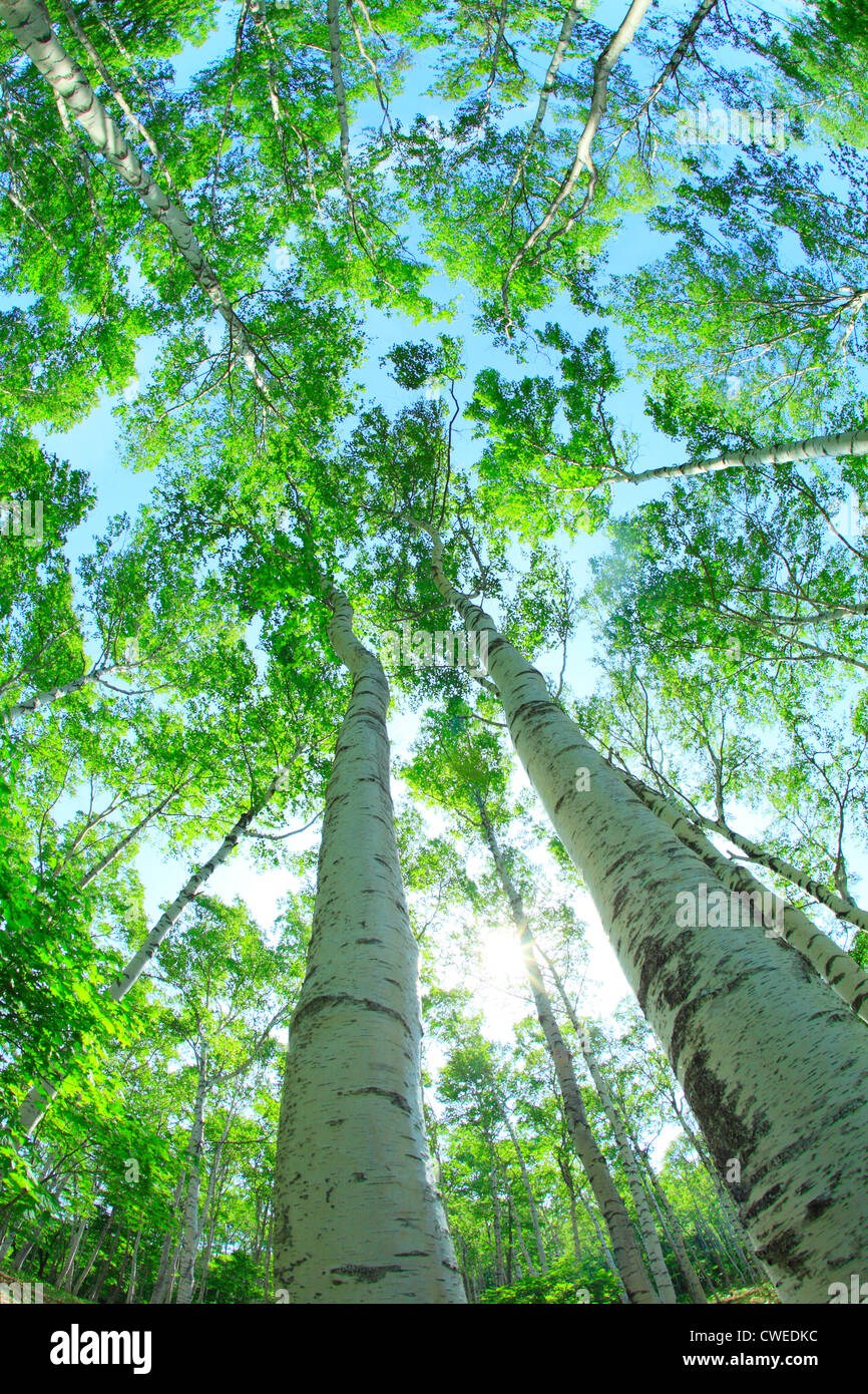 Alberi di alto fusto, vista dal basso Foto Stock