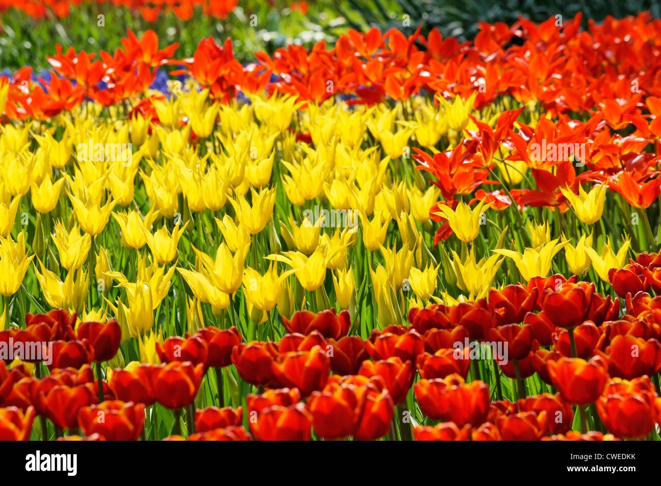 Tulipani misti in giardino Keukenhof Lisse, South Holland, Paesi Bassi Foto Stock
