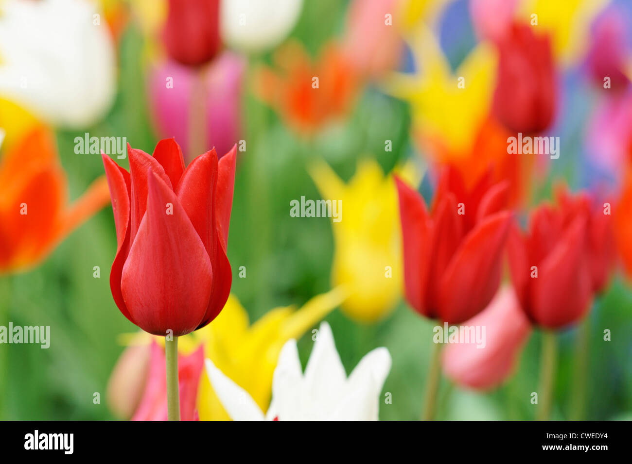 Misto, tulipani scanalati, giardino Keukenhof Lisse, South Holland, Paesi Bassi Foto Stock