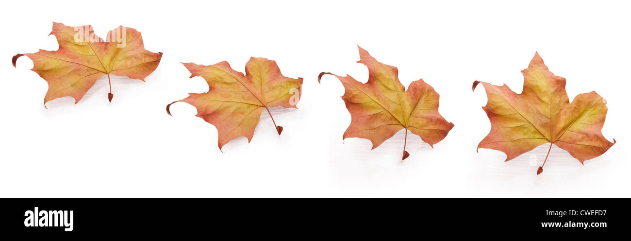 Foglie di autunno in quattro diverse posizioni.Situato in un concetto di movimento con un dolce riflesso Foto Stock