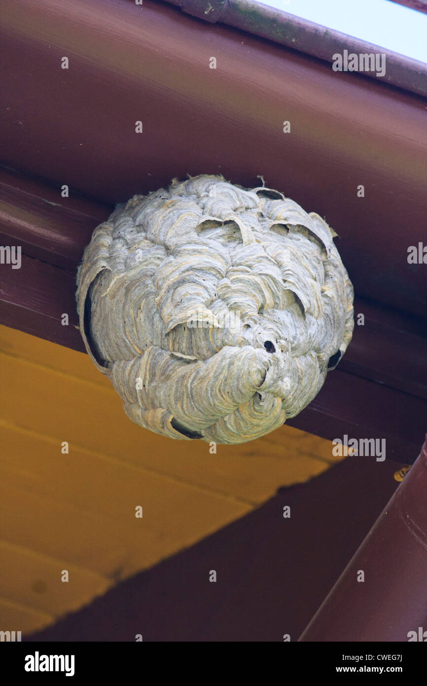 La Wasp Nest appeso sotto il cornicione di una casa Foto Stock