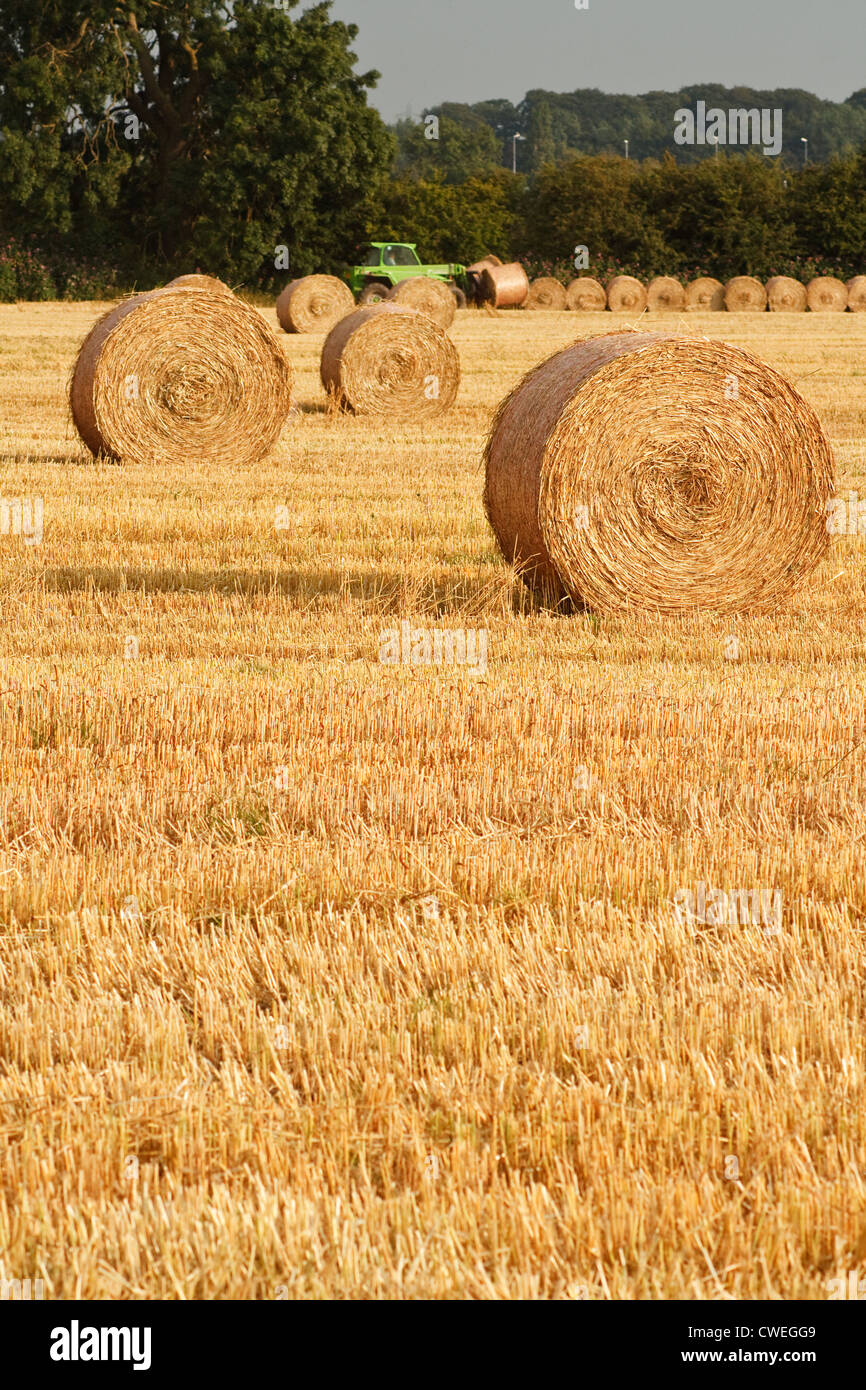 Appena arrotolato golden balle di fieno in agricoltori recentemente raccolto campo agricolo Foto Stock