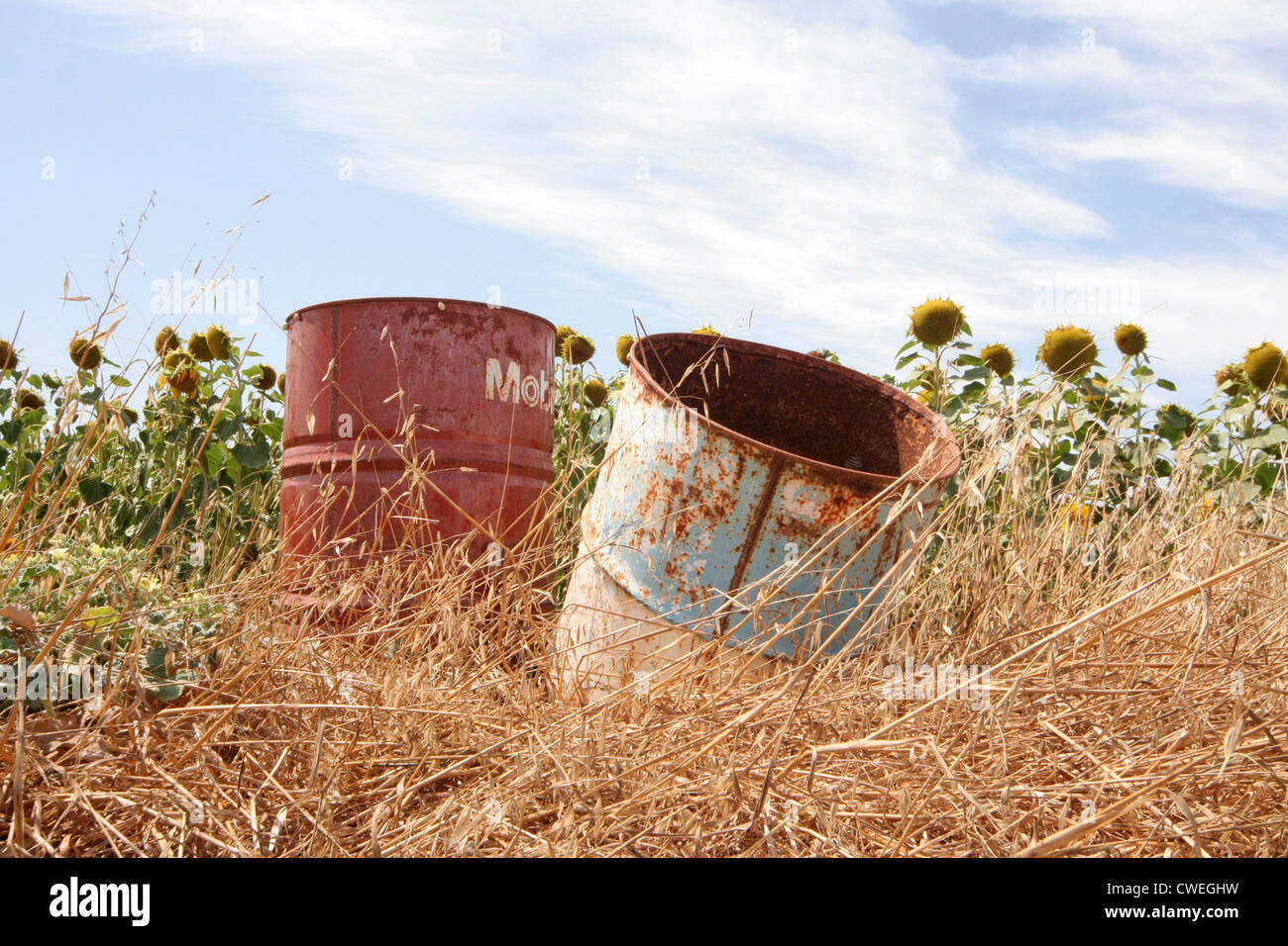 Due vecchie Oelfaesser anteriore di un campo di semi di girasole Foto Stock