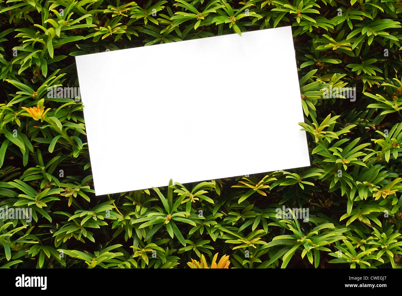 Topiaria da telaio Bush o di confine hedge buona per paese case, dimore storiche, centri di giardinaggio o paesaggista Foto Stock