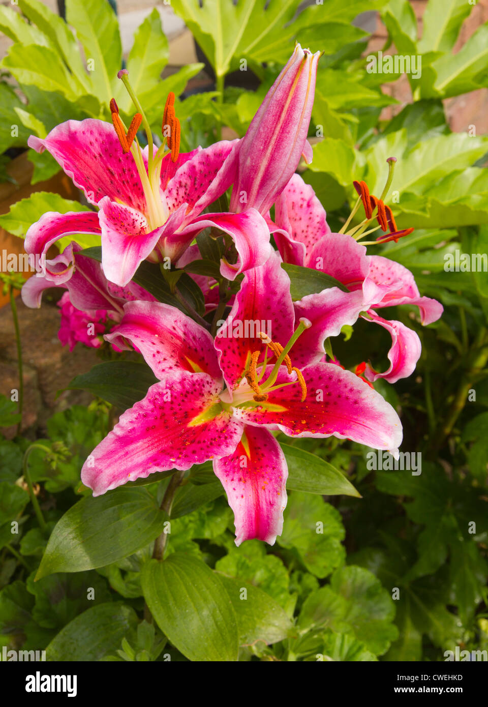 StarGazer Lily, tre fiori e uno non aperto Foto Stock