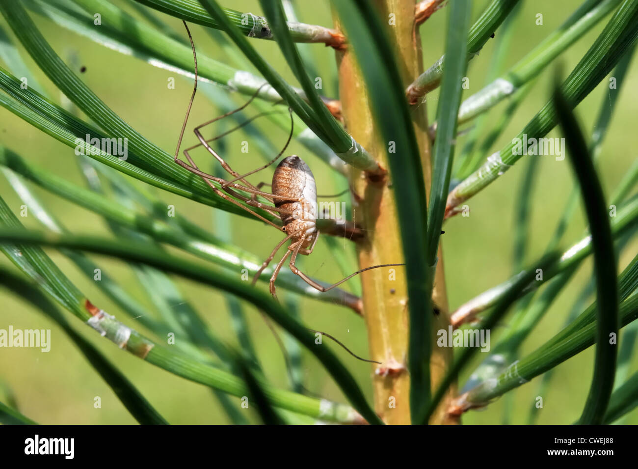 Long-leg spider su un pino Foto Stock