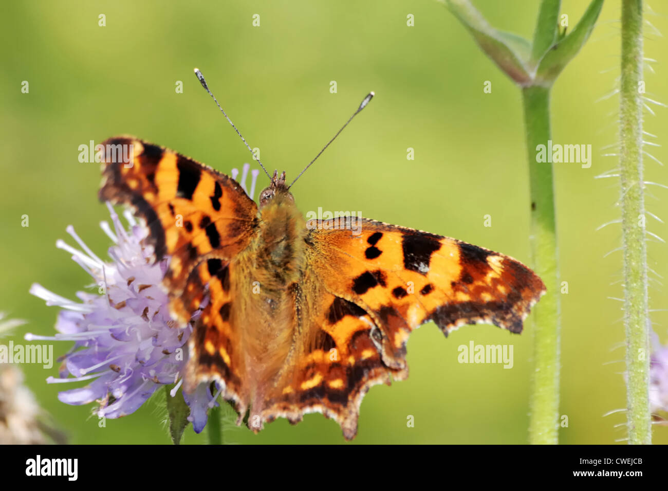 Virgola butterfly (Polygonia c-album) Foto Stock