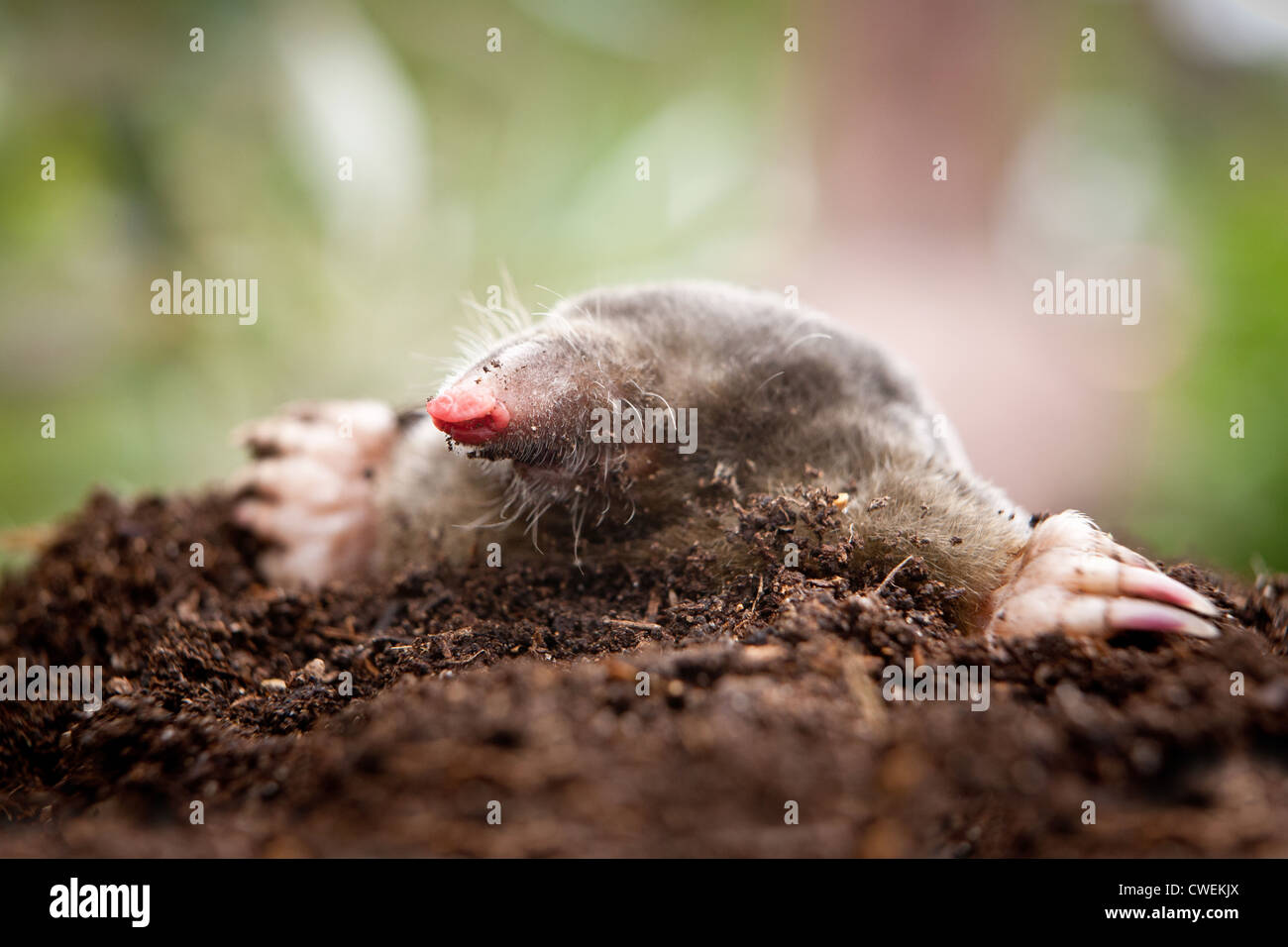 Close up di un europeo mole (Talpa europaea) emergenti da una mole di collina in un giardino Foto Stock