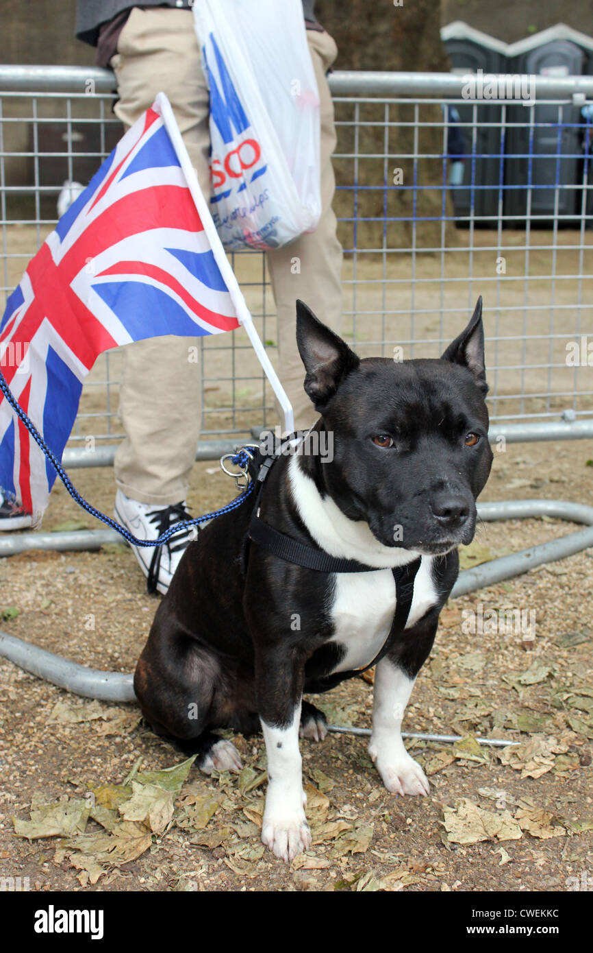 Cane guardando le celebrazioni nella regina del Giubileo di diamante di Londra, 2012 Foto Stock