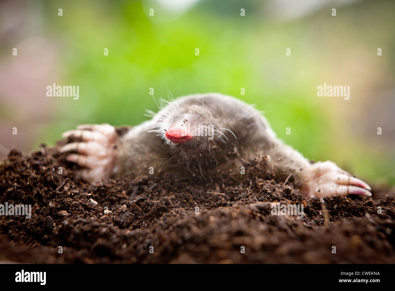 Close up di un europeo mole (Talpa europaea) emergenti da una mole di collina in un giardino Foto Stock