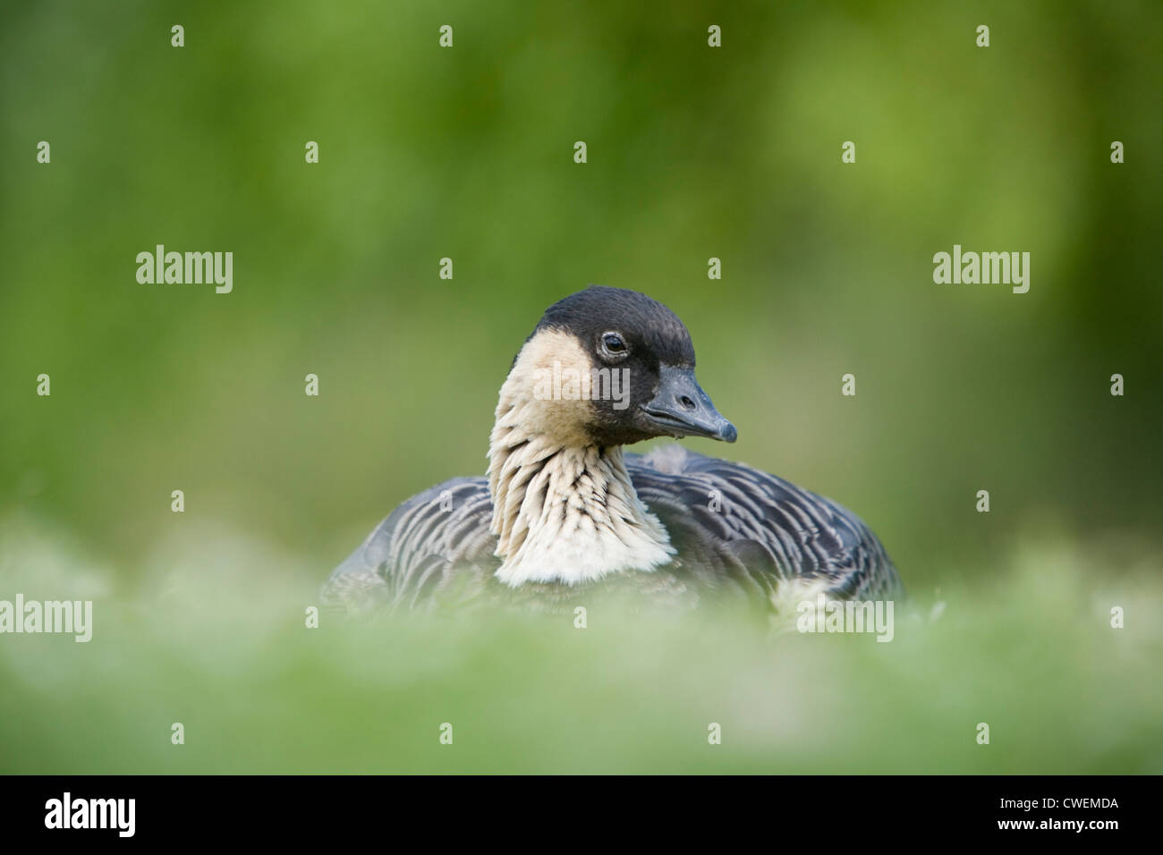 Nene AKA oca hawaiana (Branta sandvicensis), a Slimbridge WWT riserva, nel Gloucestershire. In Inghilterra. Regno Unito. Foto Stock