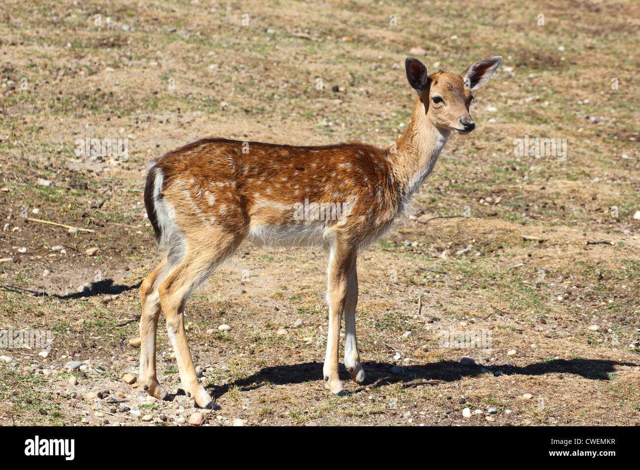 Daini fawn ( dama dama ) profilo nel campo Foto Stock