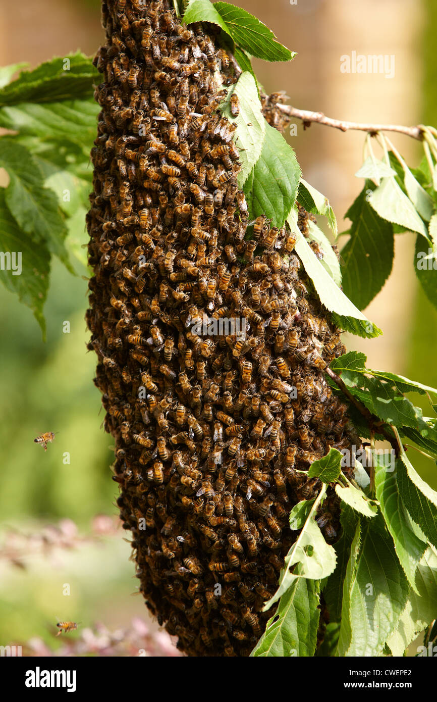 Uno sciame di api nei rami di un albero ciliegio. Foto Stock