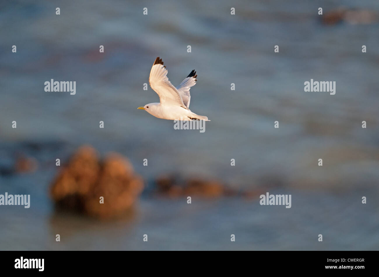 Nero-KITTIWAKE ZAMPE RISSA TRIDACTYLA IN VOLO. Regno Unito Foto Stock