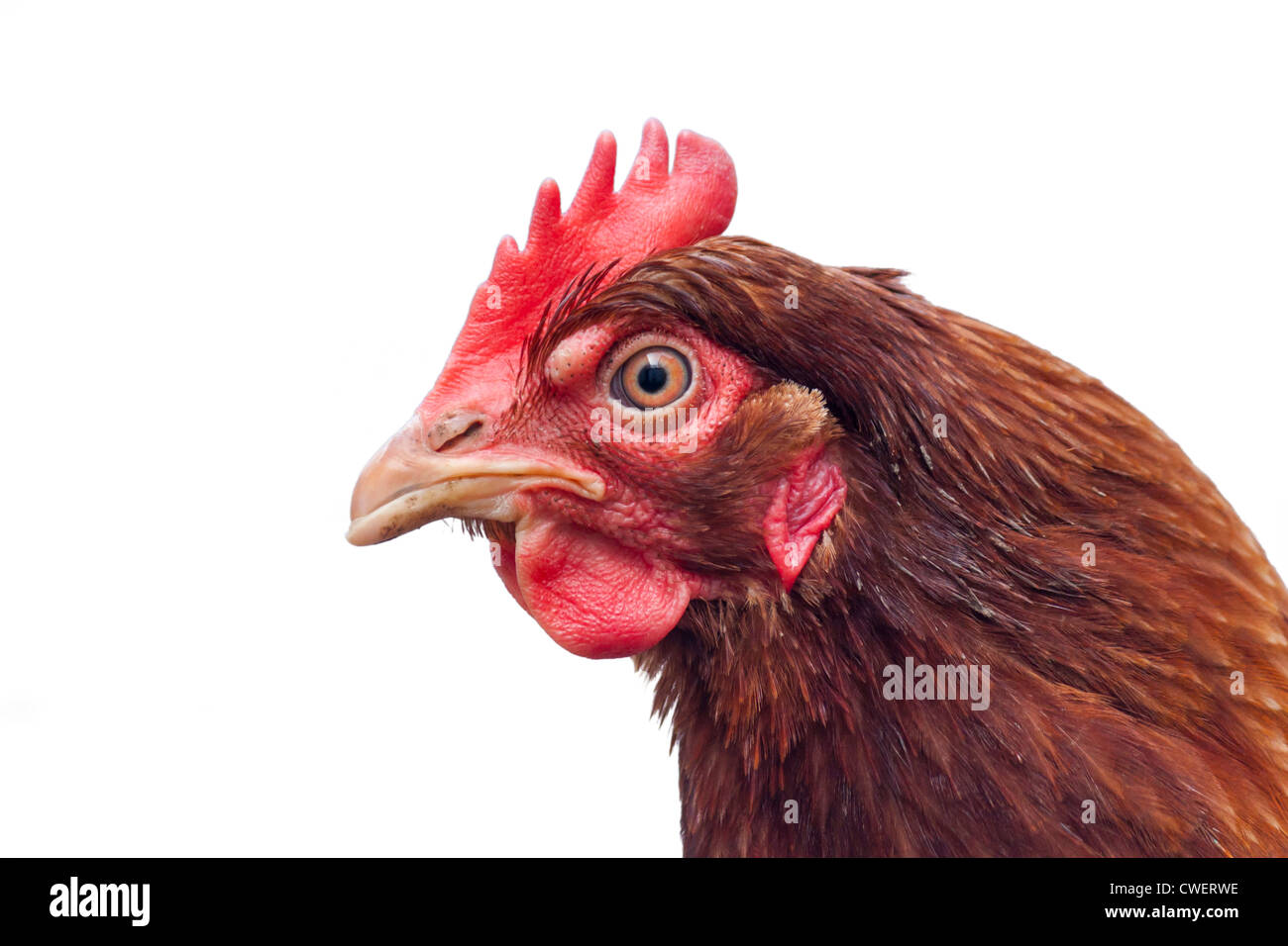 Una testa di galline intaglio su uno sfondo bianco. Foto Stock