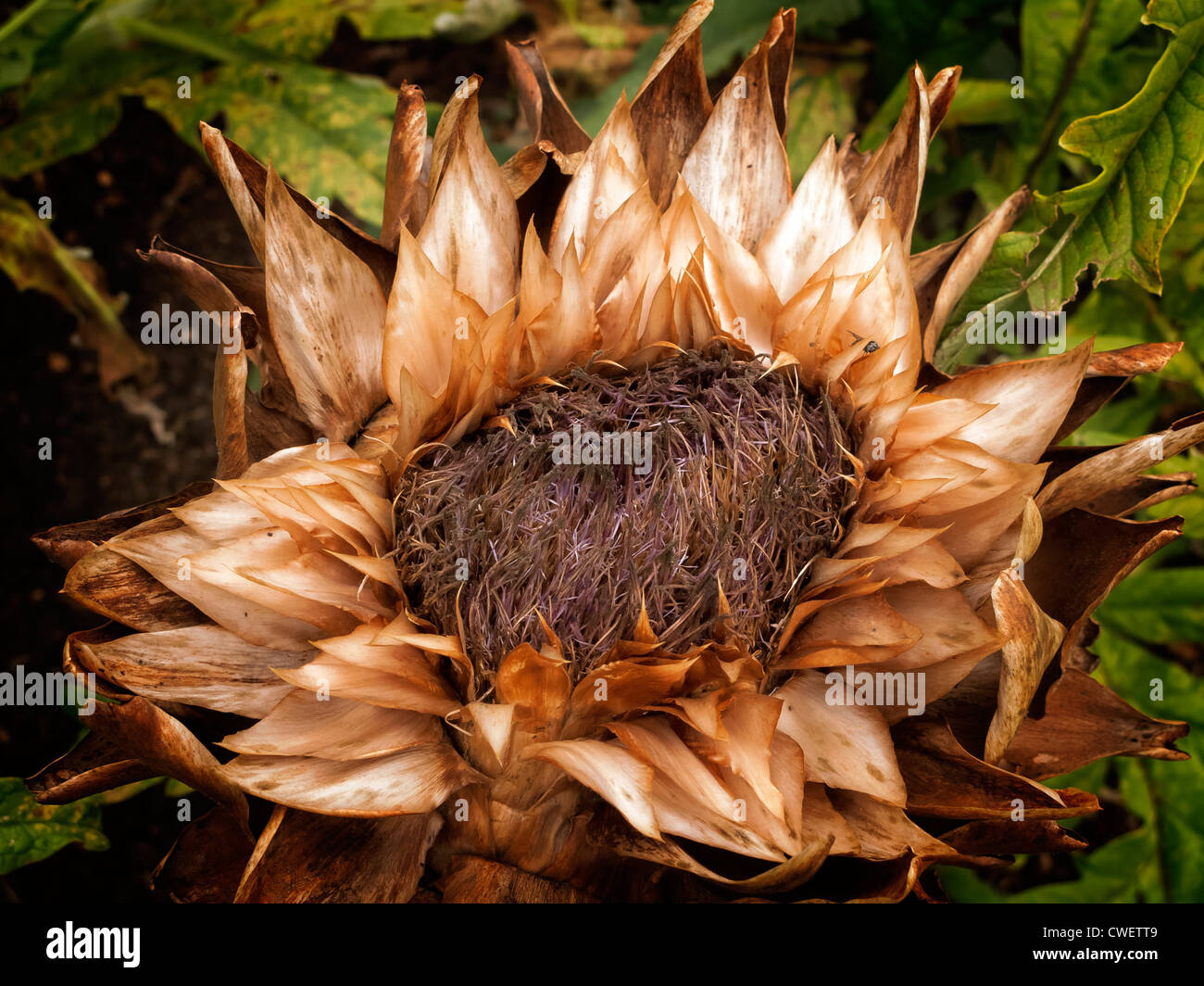 Morto fiore di carciofo testa, Lincolnshire, Inghilterra Foto Stock